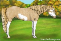 Horse Color:Red Roan Splash Frame 