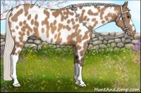 Horse Color:Silver Buckskin Appaloosa