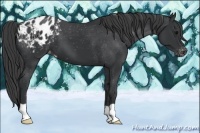 Horse Color:Black Appaloosa 