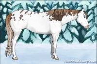 Horse Color:Liver Chestnut Splash Appaloosa Rabicano