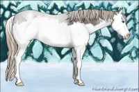 Horse Color:Liver Red Roan Splash Appaloosa 