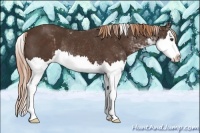 Horse Color:Liver Chestnut Sabino Splash Rabicano 
