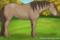Horse Color:Classic Champagne 