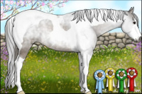 Horse Color:Gray Buckskin Sabino Tobiano 