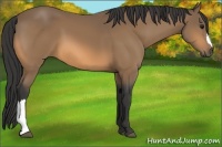 Horse Color:Buckskin 