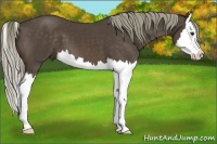 Horse Color:Liver Chestnut Splash 