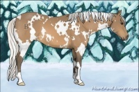 Horse Color:White Spotted Silver Buckskin