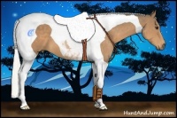 Horse Color:Silver Buckskin Tobiano 