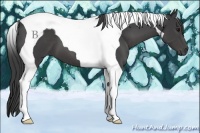 Horse Color:Smoky Black Tobiano 