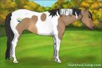 Horse Color:Bay Dun Tobiano 