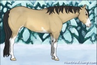 Horse Color:Buckskin Dun Sabino 