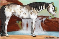 Horse Color:White Spotted Liver Red Dun Onyx Sabino 