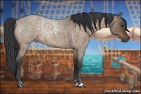 Horse Color:Brown Roan Dun Sabino