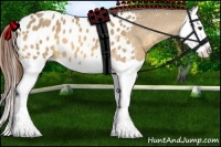 Horse Color:Buckskin Dun Splash Appaloosa 