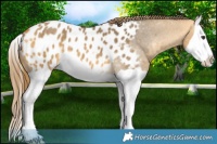 Horse Color:Buckskin Dun Splash Appaloosa
