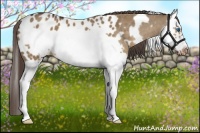 Horse Color:White Spotted Liver Red Dun Splash Frame Appaloosa 