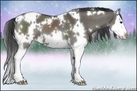 Horse Color:White Spotted Grullo Splash Appaloosa 