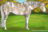 Horse Color:White Spotted Silver Brown Ice Dun Sabino Splash Rabicano