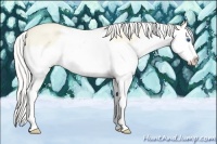 Horse Color:Silver Perlino Dun Splash 