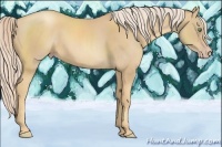 Horse Color:Gold Cream Champagne 