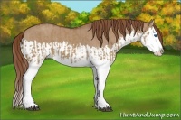 Horse Color:Red Dun Splash  and Red Dun Splash 