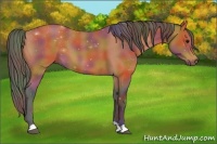 Horse Color:Nacre Bay 