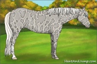 Horse Color:Cremello Ice