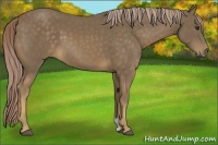 Horse Color:Chocolate Palomino 