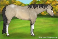 Horse Color:ERROR: UNKNOWN ANOMALY