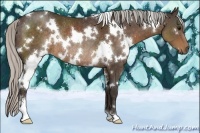 Horse Color:White Spotted Silver Brown Sabino Rabicano 