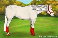 Horse Color:Cremello 