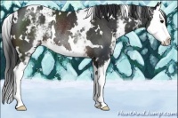 Horse Color:White Spotted Brown Splash Rabicano 