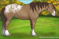 Horse Color:Classic Champagne Ice Splash
