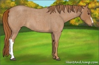 Horse Color:Red Roan 