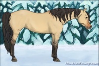 Horse Color:Bay Dun