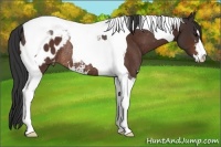 Horse Color:Brown Sabino Tobiano Blanket Rabicano 