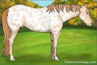 Horse Color:Amber Champagne Roan Pearl Near Leopard