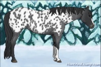 Horse Color:Blue Roan Appaloosa