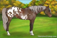Horse Color:Silver Brown Appaloosa 