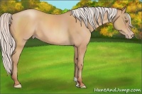 Horse Color:Silver Amber Champagne