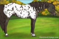Horse Color:Liver Chestnut Appaloosa