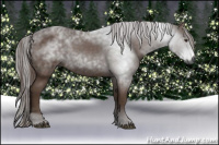 Horse Color:Gray Liver Chestnut 