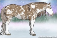 Horse Color:Liver Red Dun Sabino Splash Rabicano
