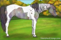 Horse Color:Nacre Black Tobiano 
