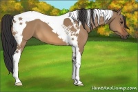 Horse Color:Bay Dun Tobiano 