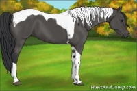 Horse Color:Black Tobiano