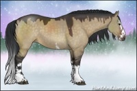 Horse Color:White Spotted Brown Dun Sabino Splash Rabicano