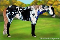 Horse Color:White Spotted Buckskin Pearl Splash Appaloosa Rabicano