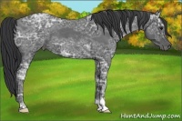 Horse Color:Blue Ice Roan