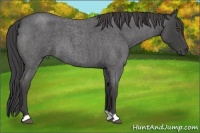 Horse Color:Smoky Blue Roan